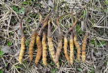 人工虫草的功效与作用及食用方法