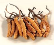 冬虫夏草一次吃几根？冬虫夏草有哪些营养价值？