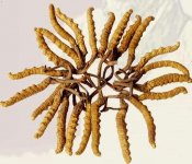 什么是虫草菇，虫草菇一般分布在哪
