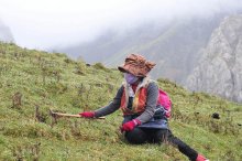 英媒：中国大山变暖致农民的虫草生计难维持