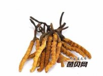 为什么冬虫夏草有苦味？怎么储存冬虫夏草？
