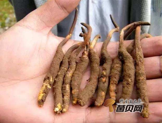新鲜虫草的功效与作用及食用方法有哪些？