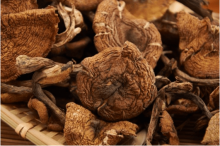 榛蘑和茶树菇口感，榛蘑和茶树菇的共同特点