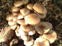榛蘑如何保存？榛蘑的6种保存方法