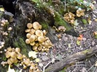 榛蘑的功效与作用，榛蘑的食用禁忌
