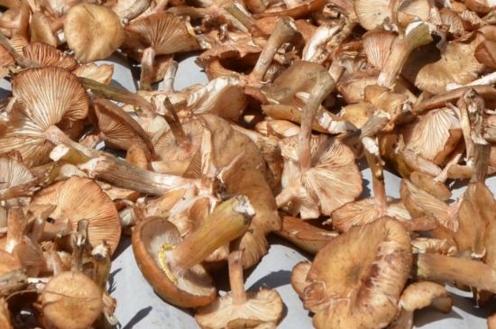 东北榛蘑的保质期多久？可以放在冰箱里保存吗？