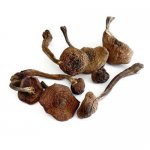 榛菇的吃法 四个食谱教你做榛菇