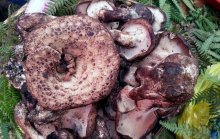 新鲜黑虎掌菌多少钱一斤