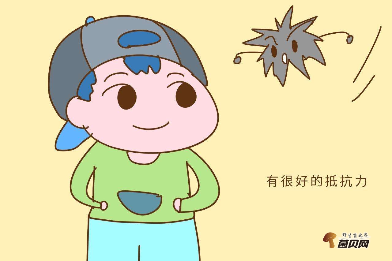 黑虎掌菌功效与作用能降低胆固醇、提高人体免疫力