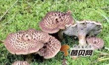 虎掌菌生长在哪里？什么时候能采摘到虎掌菌？