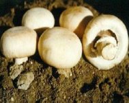怎么种植口蘑？种植口蘑要注意什么？