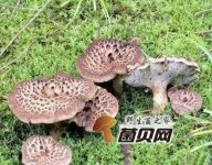 虎掌菌可以泡酒吗？