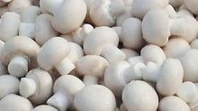 白蘑菇是口蘑吗？怎样挑选口蘑？