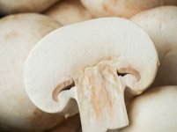 口蘑有哪些食用注意事项？
