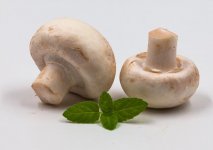 口蘑是凉性的还是热性的？口蘑适合和哪些食物一起食用？