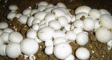 口蘑的根蒂能要吗？吃口蘑有哪些功效与作用？