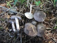 棕灰口蘑吃多了有毒吗？吃口蘑要注意什么？