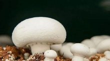 口蘑菇属于发物吗？口蘑有哪些食用禁忌?