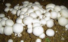 口蘑菇多少钱一斤？口蘑可提高免疫力