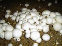 口蘑的价格，口蘑栽培
