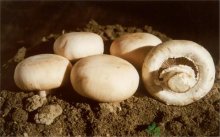 口蘑的形态特征，如何挑选口蘑？