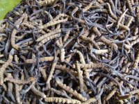 虫草菇炖排骨玉米，小孩吃虫草菇的副作用