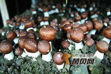 大棚种植“姬松茸”效益有多高？15亩姬松茸竟然能赚800000！