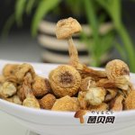 姬松茸含有哪些营养物质？具有怎么样的功效？