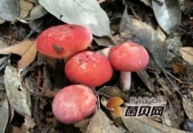 福建特产——野生红菇