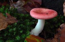 红蘑菇怎么鉴别