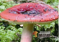 红菇有毒吗？怎么鉴别红菇有没有毒？