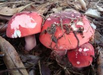 红蘑菇有几种