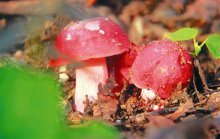 红蘑菇能不能吃？什么样的红蘑菇有毒
