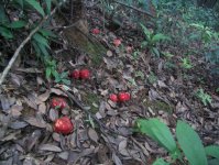 野生红蘑菇怎么辨认
