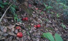 野生红菇的生长环境