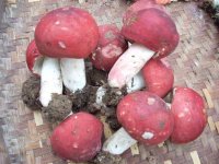 野生的红菇一般几月份有？每年的8-9月份
