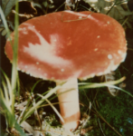 什么是毒红菇？误食毒红菇有哪些危害？