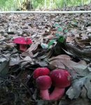 红菇生长在什么季节？红菇怎么提高产量？