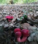 野生红菇助增收福建莆田大洋乡保护生态见成效