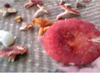 干大红菇食用中常见问题解答