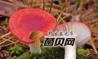红菇是毒蘑菇吗，正宗的没有