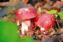 野生红菇的知识介绍
