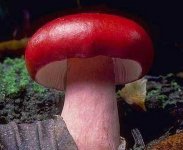 红菇的种类有哪些？怎样辨别红菇？