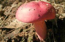 红蘑菇长啥样子