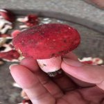 干红蘑菇怎么清洗