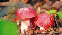 大红菇的功效，食用大红菇有哪些好处