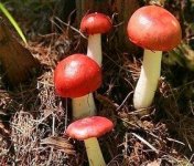 四川翠屏区第一批红菇将实现收益90万元