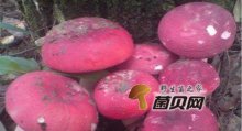 红菇简介、红菇怎么做好吃？红菇鸡汤做法