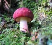 红菇能不能人工种植呢？红菇适合生长在哪？