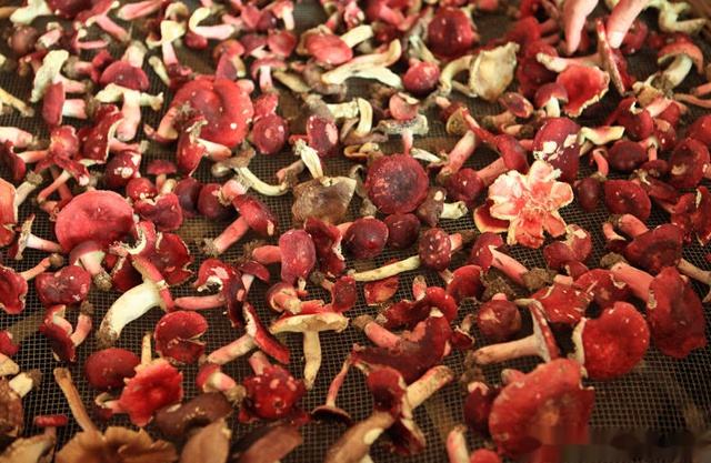野生红菇怎么烘干，教你烘干野生红菇的详细步骤